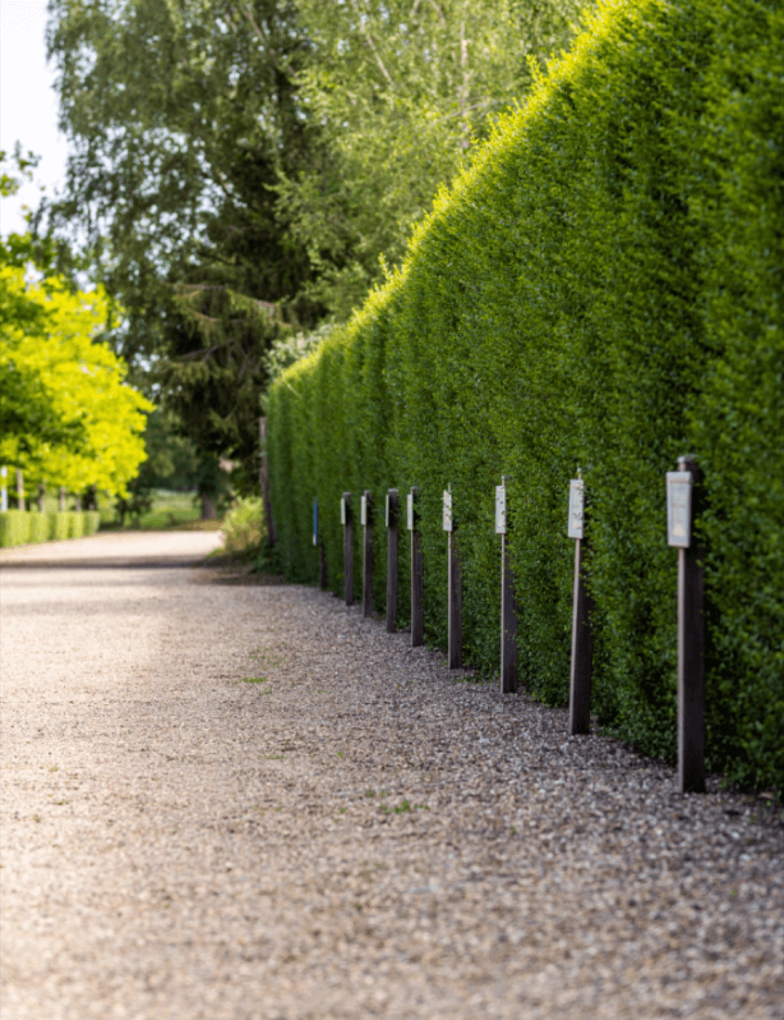 De parking tussen het groen